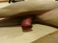Brown dog with a red dick beastiality porn